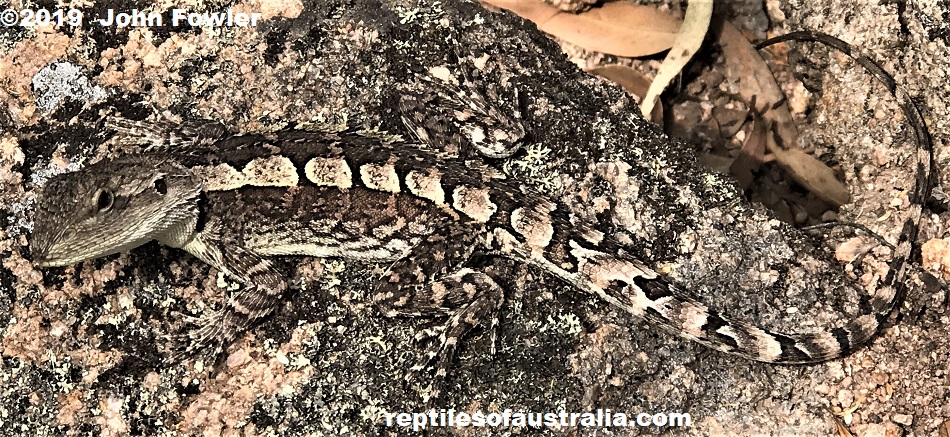 Jacky dragon Amphibolurus muricatus, Evans Crown, NSW